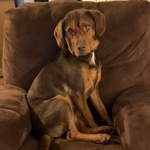 Meet your Posher, Amy